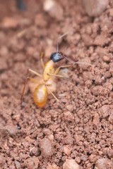 Camponotus nigriceps