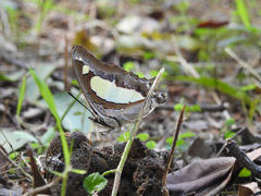 Polyura agraria