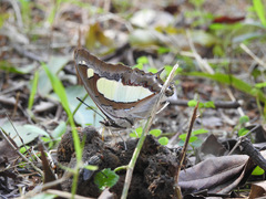 Polyura agraria