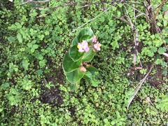 Begonia cucullata