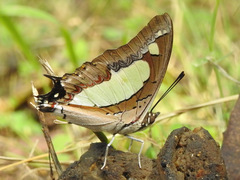 Polyura agraria
