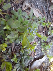 Valerianella