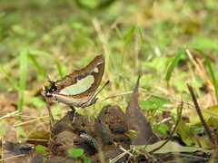 Polyura agraria