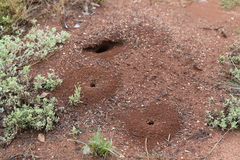 Camponotus nigriceps