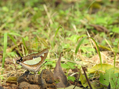 Polyura agraria