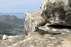 Pseudocordylus microlepidotus