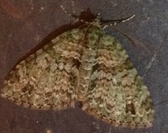 Hammaptera parinotata