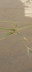 Cyperus conglomeratus