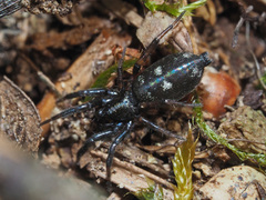 Callilepis nocturna