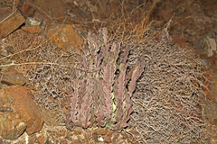 Desmidorchis arabica