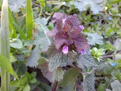 Lamium purpureum