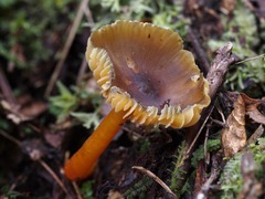 Hygrocybe fuscoaurantiaca