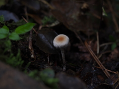 Tympanella galanthina