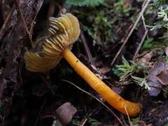 Hygrocybe fuscoaurantiaca