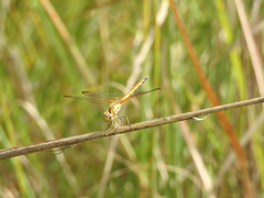Trithemis aurora