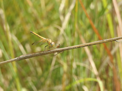 Trithemis aurora