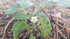 Solanum villosum