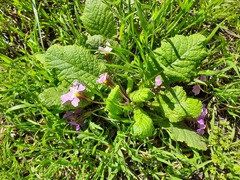 Primula vulgaris rubra