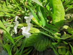Primula vulgaris rubra