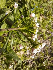 Capsella bursa-pastoris