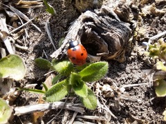 Coccinella septempunctata