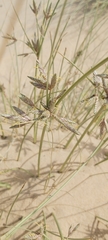 Cyperus conglomeratus