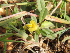 Polygala