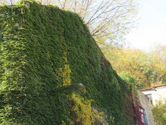 Parthenocissus tricuspidata