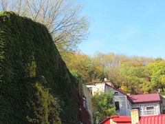 Parthenocissus tricuspidata