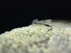 Pareas margaritophorus