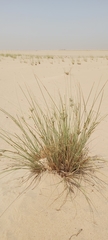 Cyperus conglomeratus