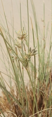 Cyperus conglomeratus