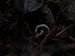 Tympanella galanthina