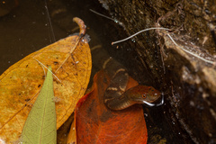 Trimerodytes aequifasciatus