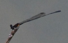 Prodasineura verticalis