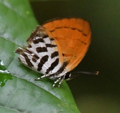 Drupadia ravindra moorei