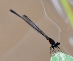 Prodasineura verticalis