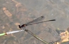 Prodasineura verticalis