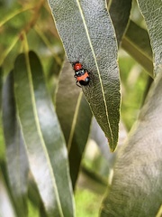 Dicranolaius bellulus