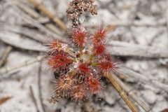 Drosera roseana