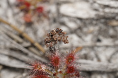 Drosera roseana