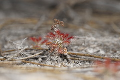 Drosera roseana