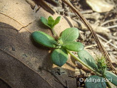 Blepharis integrifolia