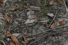 Elapognathus coronatus