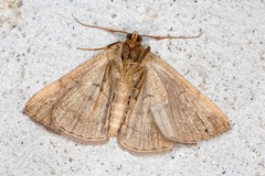 Zanclognatha lunalis