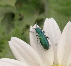 Psilothrix viridicoerulea