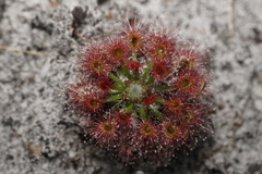 Drosera roseana