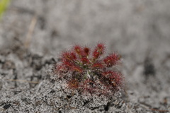 Drosera roseana