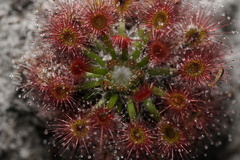 Drosera roseana