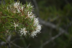 Hakea varia